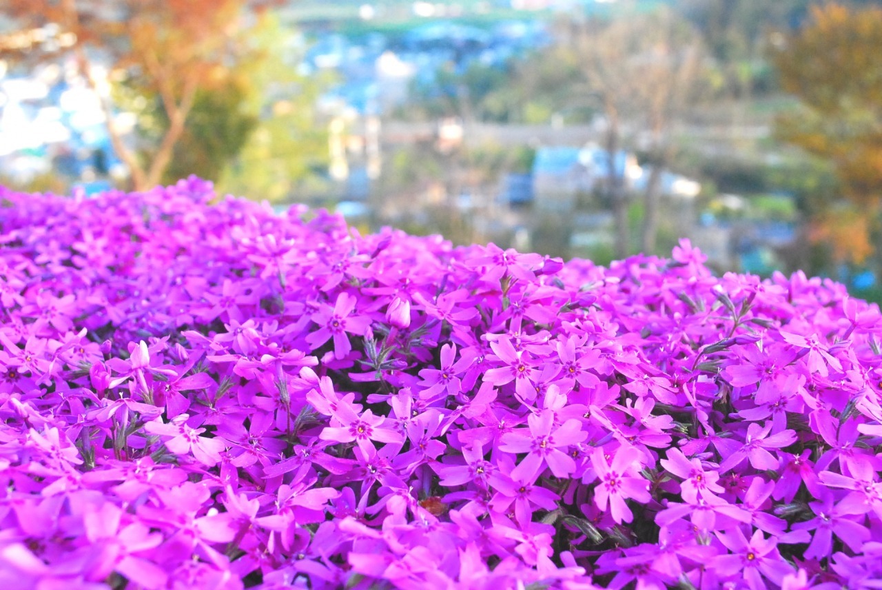 芝ざくら滝上公園