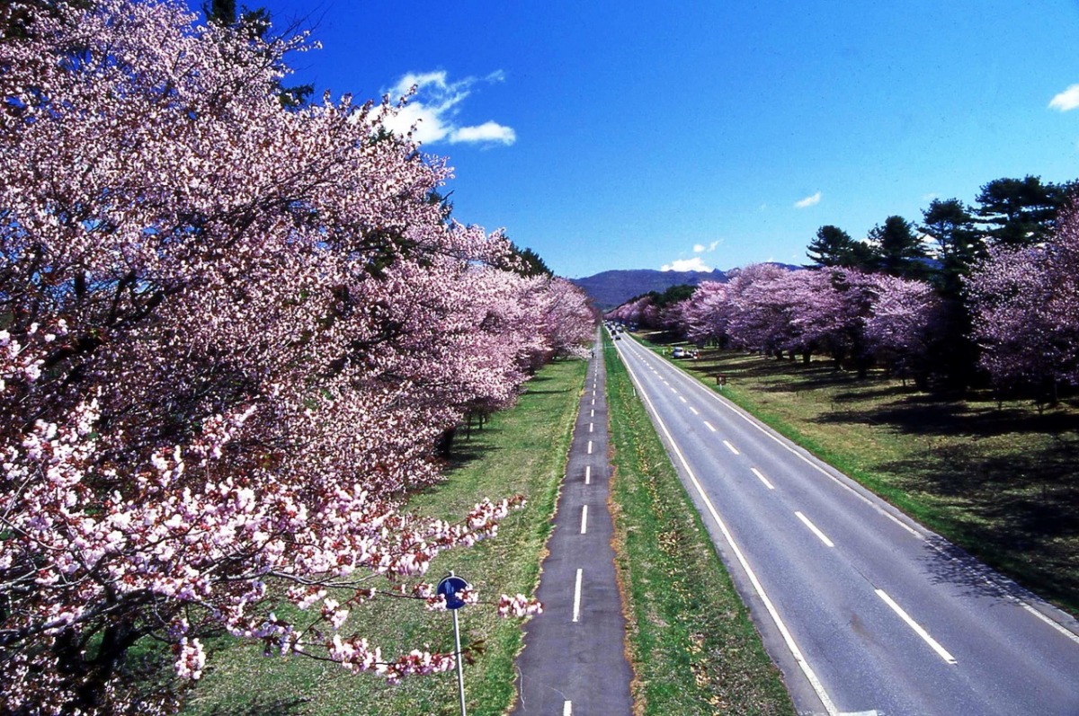 静内二十間道路桜並木