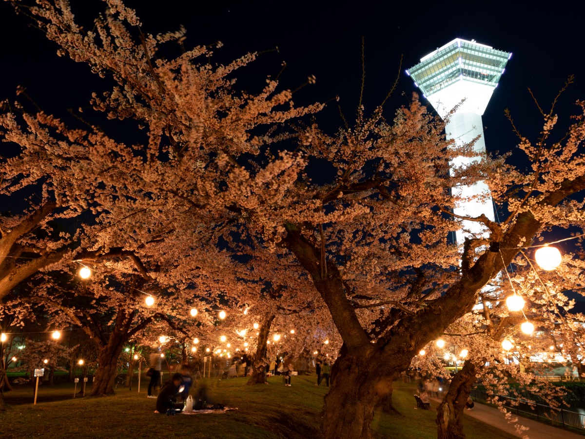 五稜郭公園夜桜のライトアップ