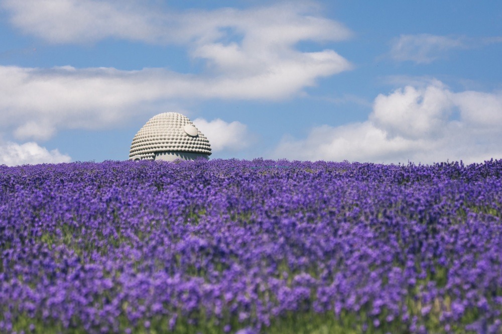 When is the best time to see lavender?